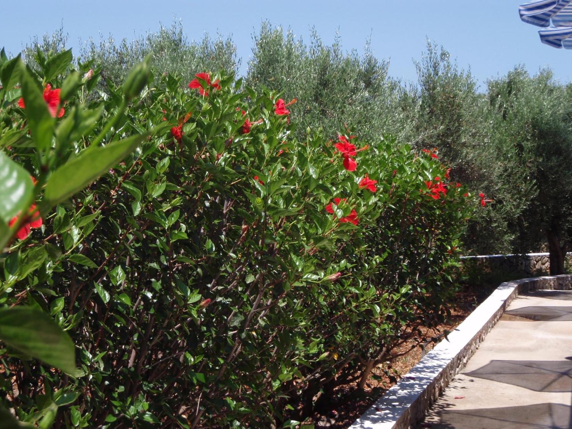 Chorafakia Villas Michalis المظهر الخارجي الصورة
